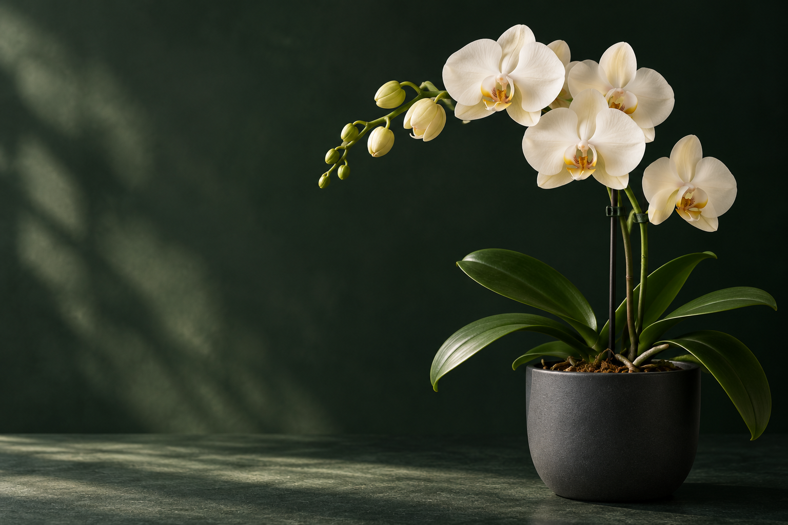 White orchid blooms against a deep green backdrop